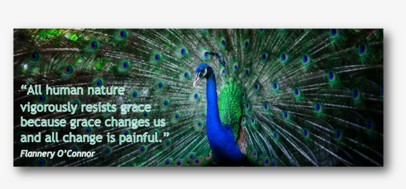Peacock, transparent png #588492