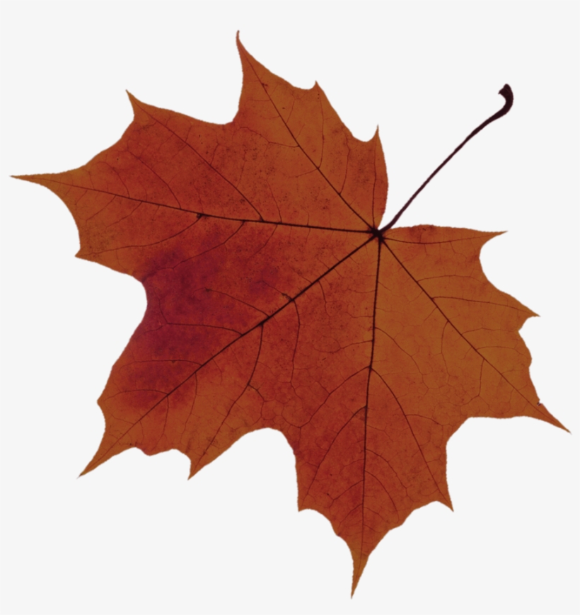 Leaf-2 33 - Sugar Maple Tree Leaf Png, transparent png #588509