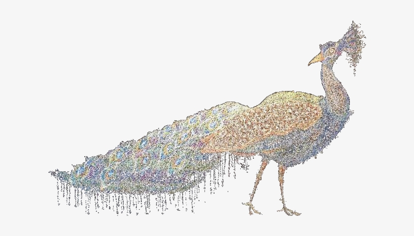 Peacock - Portable Network Graphics, transparent png #588850