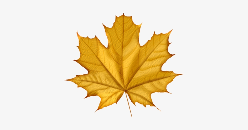 Autumn Leaves Png Icon - Purple Maple Leaf, transparent png #589073