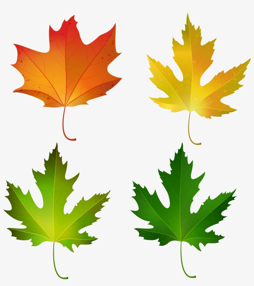 Maple Leaf, transparent png #589121