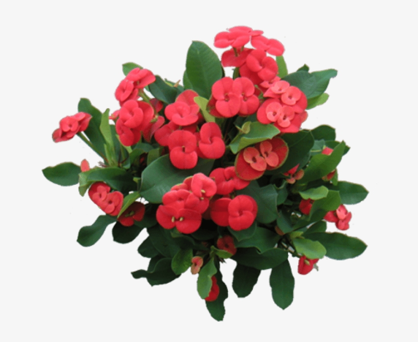 Euphorbia Milii - Euphorbia Milii Png, transparent png #589297