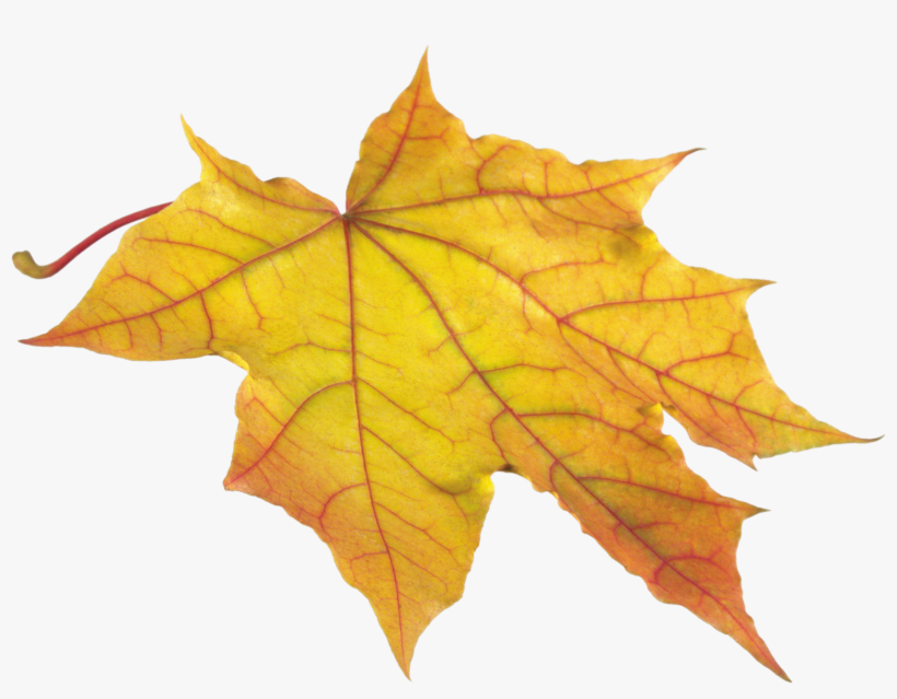 Free Png Autumn Leaf Png Images Transparent - Hojas De Otoño Png, transparent png #589299