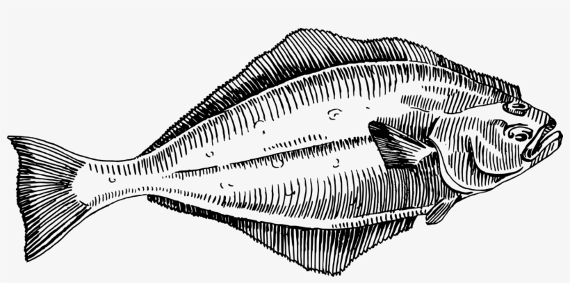 Flatfish Halibut Flounder Fish Fry - Halibut Clipart, transparent png #589369