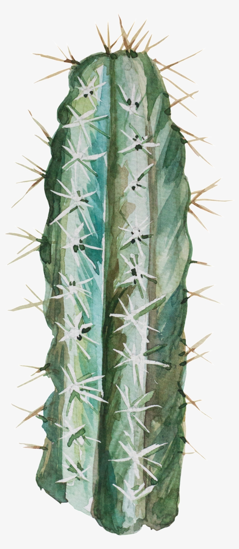 Transparent For Hand Painted Desert Plants - Portable Network Graphics, transparent png #589418