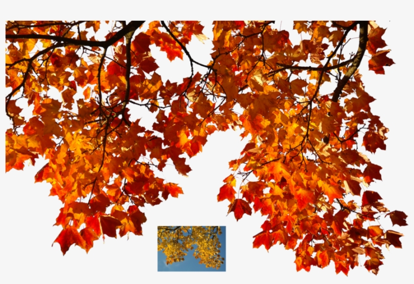 Autumn Leaves Png Banner Library - Real Autumn Leaves Png, transparent png #589520