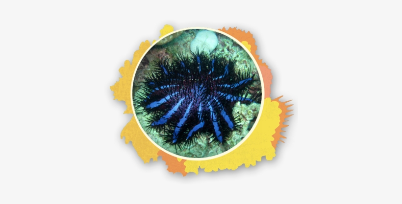 Crown Of Thorns The Snorkel Store Maui Hi - Animal Is Covered With Spines, transparent png #589547