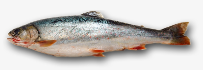 The Fall Fish Is Fat, But Not Just Because It Has A - Fish Food Transparent Background, transparent png #589652
