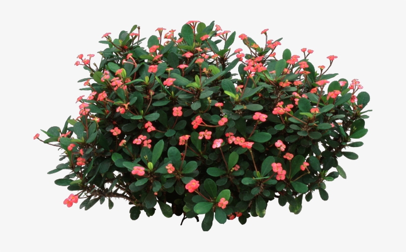 Crown Of Thorns Plant - Crown-of-thorns, transparent png #589854