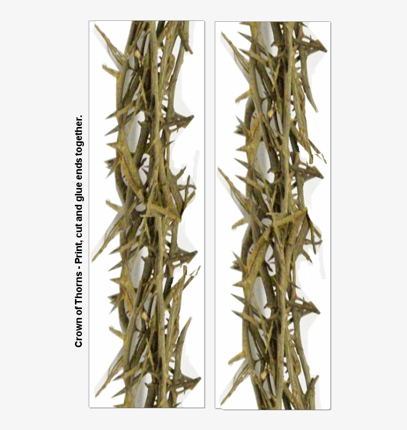 Crown Of Thorns A - Thorns, Spines, And Prickles, transparent png #589990