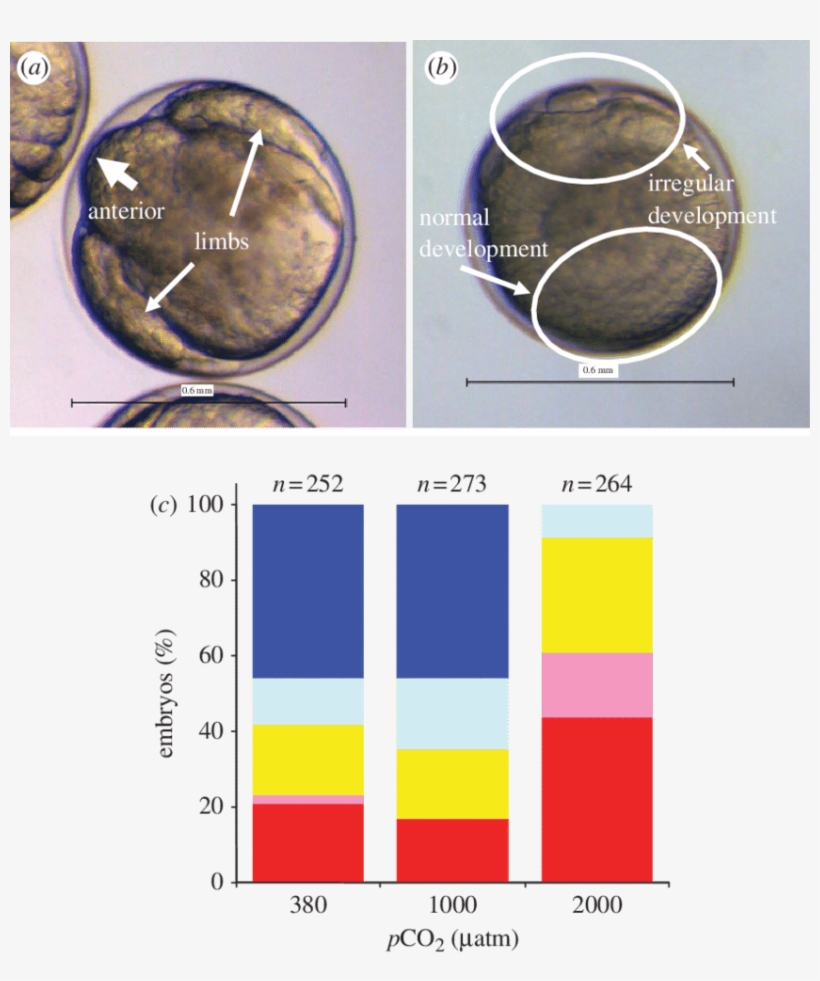 Effects Of Co 2 On Krill Development, transparent png #5801121