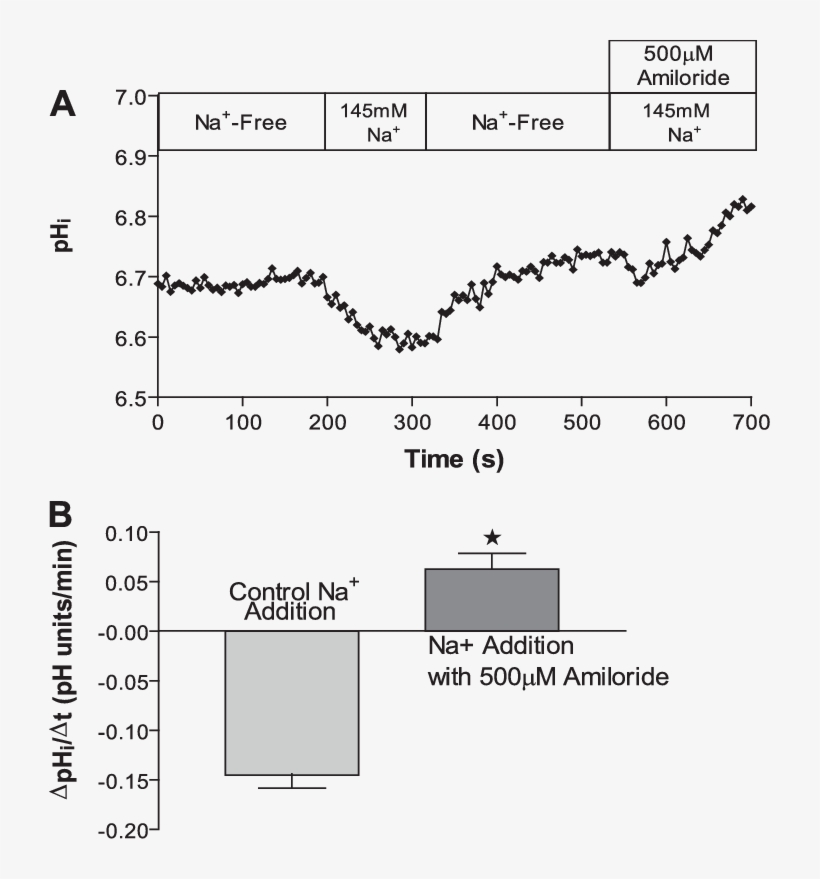 Effect Of 500 M Amiloride On The Na Induced Acidification - Diagram, transparent png #5805007