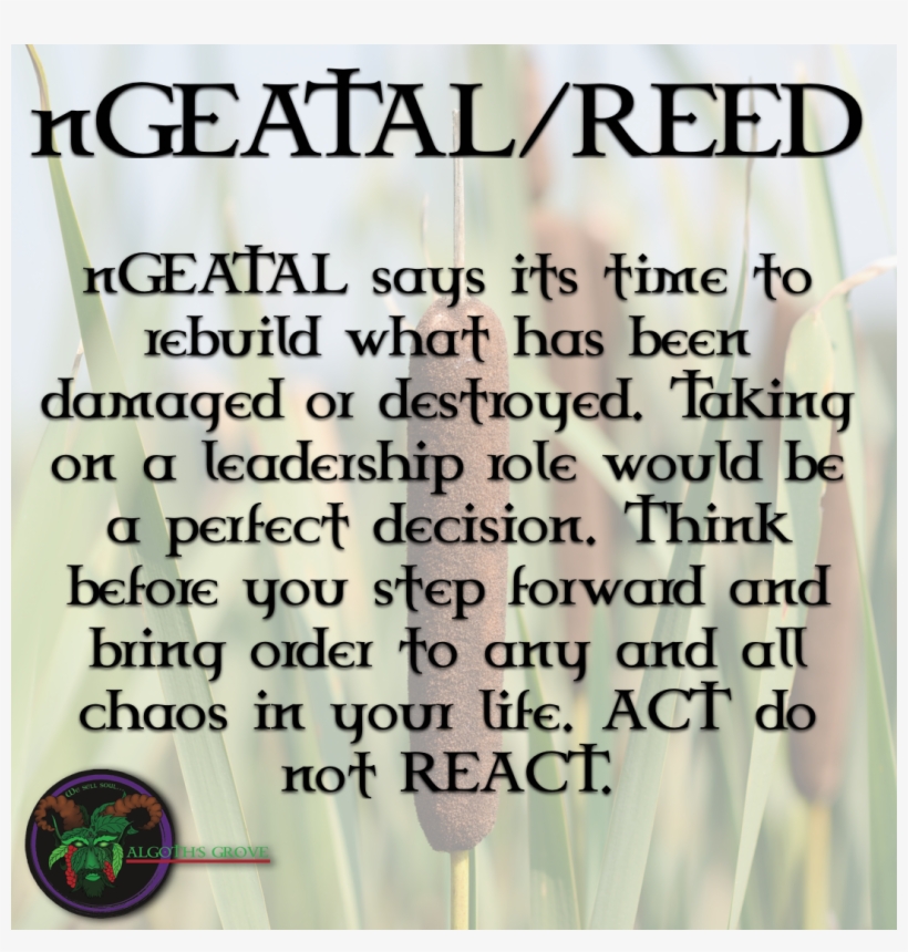 Reed - Number, transparent png #5809554