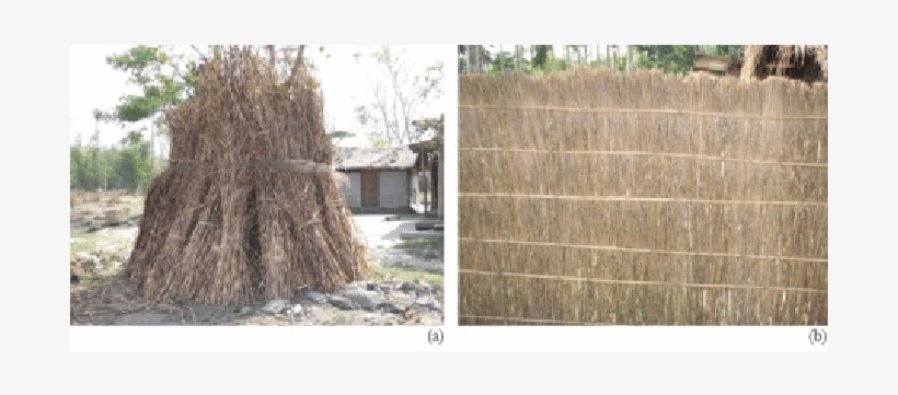 Storage Of Ikra Reed For Further Use, And (b) Making - Wall, transparent png #5809700