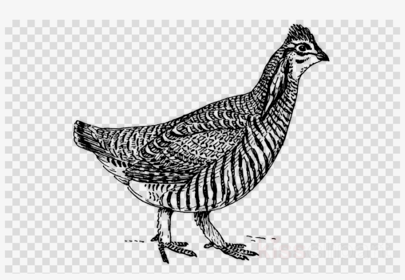 Chicken As Food Clipart Chicken As Food Silkie Fried - Prairie Chicken Clipart, transparent png #5810397
