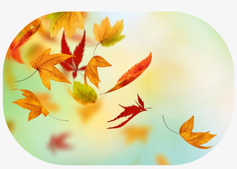 Autumn Fall Leaves Hd - Happy New Month October 1st, transparent png #5810928