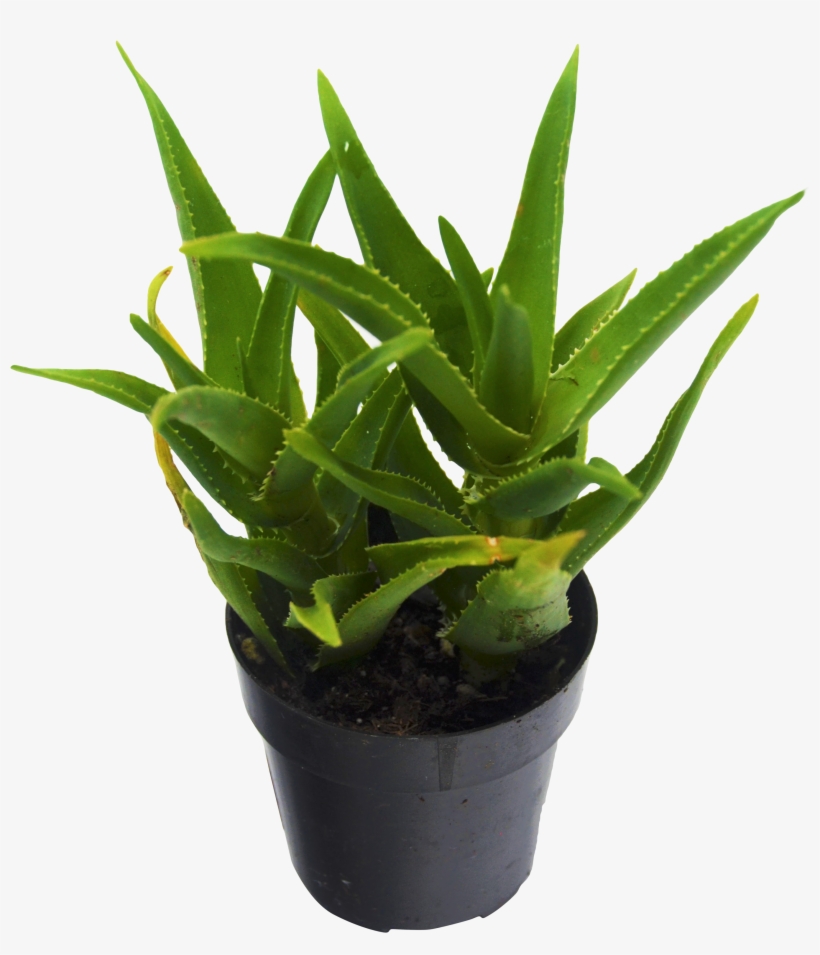 1 Pack Climbing Aloe Succulent - Aloe Vera Succulent, transparent png #5811970