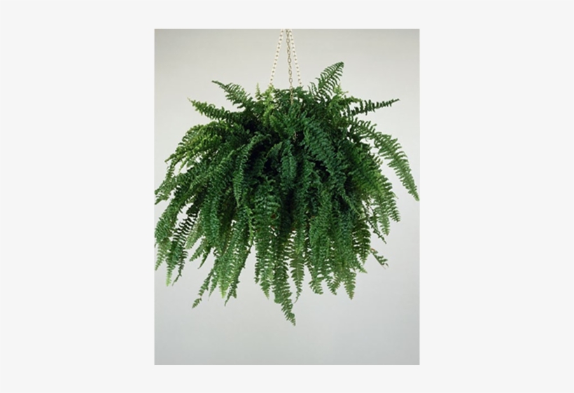 Free Modern Indoor Tree Png - Victorian Time Indoor Plants, transparent png #5812142