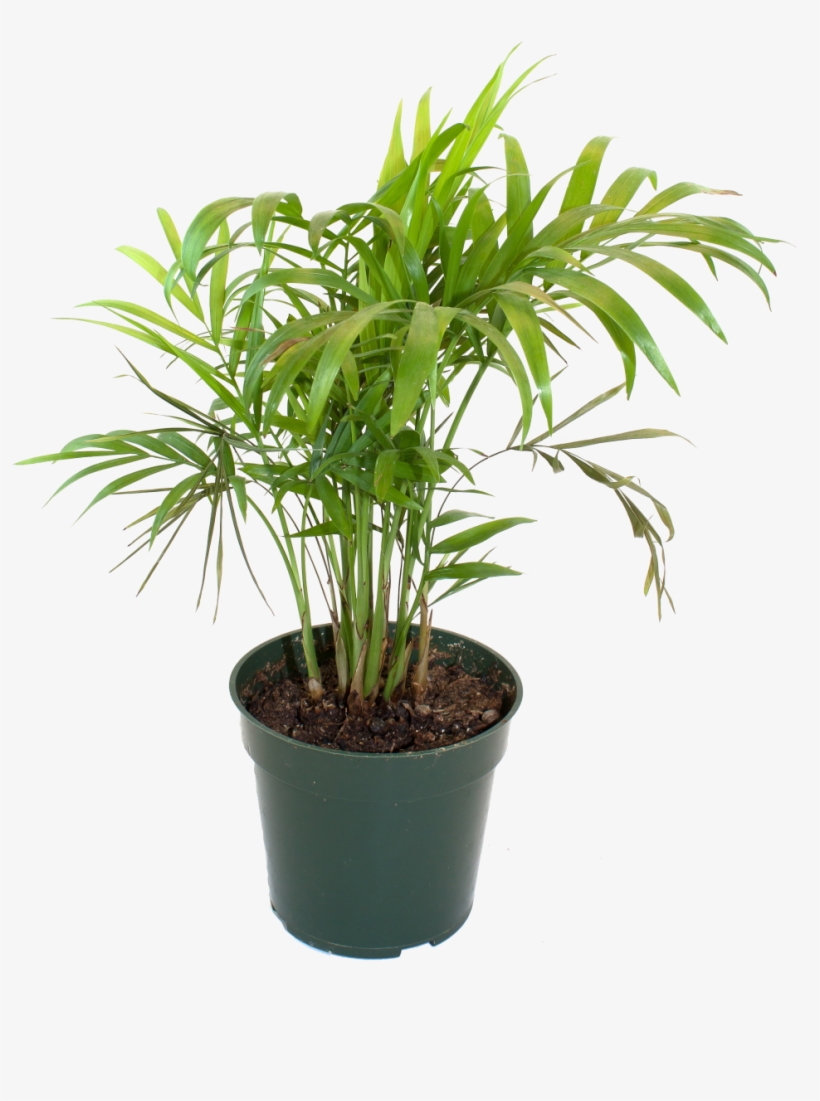 Bamboo House Plant Inspiring Flowerpot Bamboo Houseplant - Bamboo Palm Png, transparent png #5812504