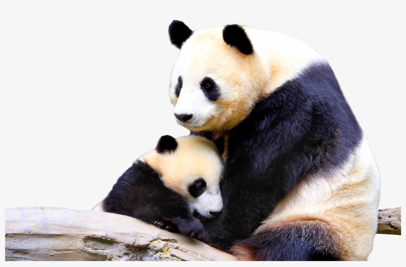 Panda Bear Png, transparent png #5813146