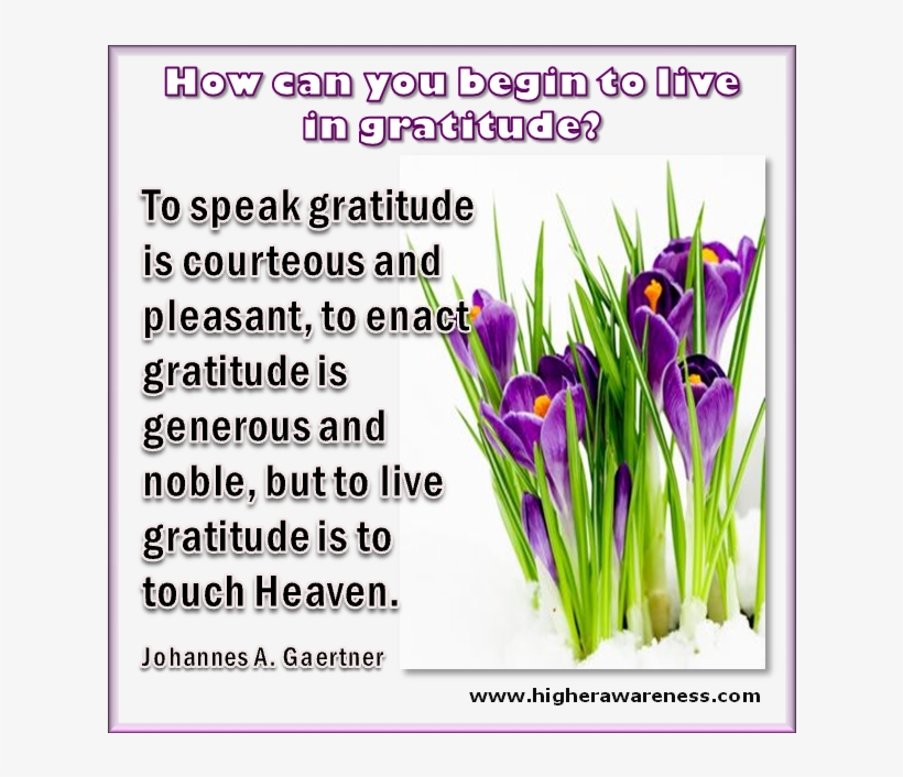 Gratitude - Snow Crocus, transparent png #5814306
