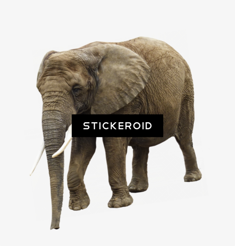 White Elephant Hd Animals - Elephant, transparent png #5814664