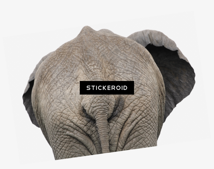Elephant Back View Close Up - Elephant Butt Humor Canvas Print - Small By Karen Arnold, transparent png #5814824