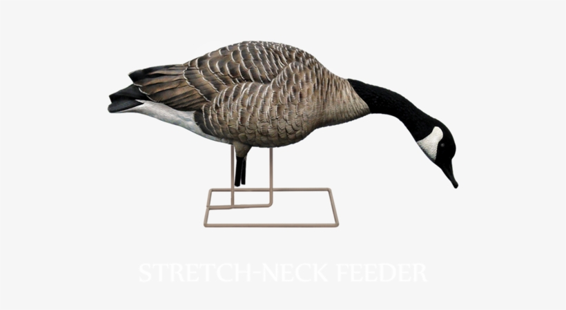 Picture Of **free Shipping** Axp Fusion Honker 6 Pack - Avian X Flocked Geese, transparent png #5817248