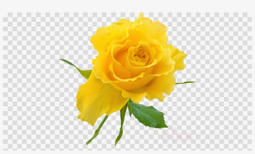 Yellow Roses Png Clipart Clip Art - Love Png Tattoo, transparent png #5819476