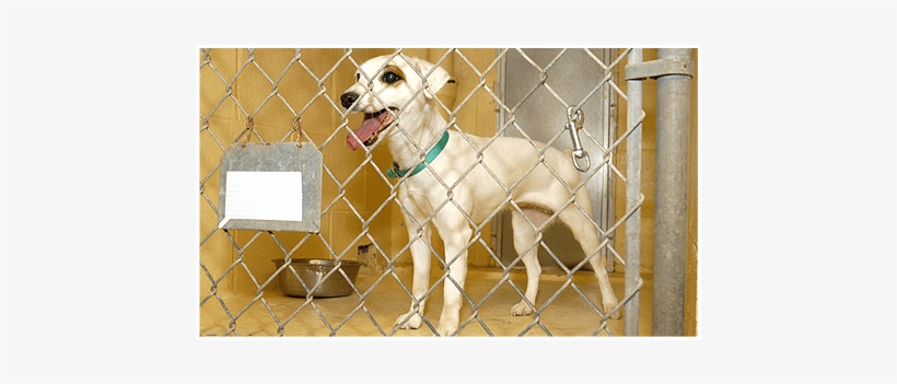 A Caring Atmosphere For Your Furry Friend - Chain-link Fencing, transparent png #5820902