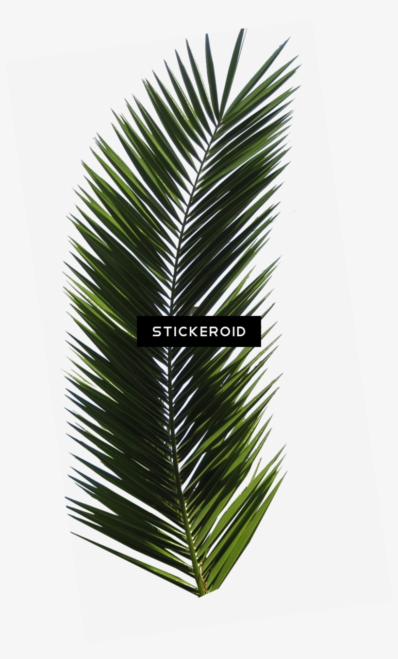 Palm Tree - Palm Tree Leaf, transparent png #5827023