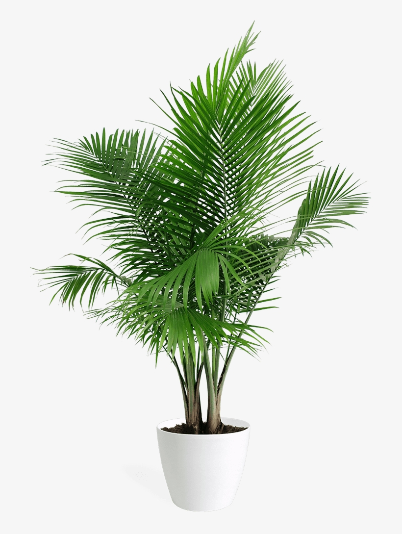 It's Our First Anniversary And We're Having A Party - Home Plant That Purifies Air, transparent png #5827600
