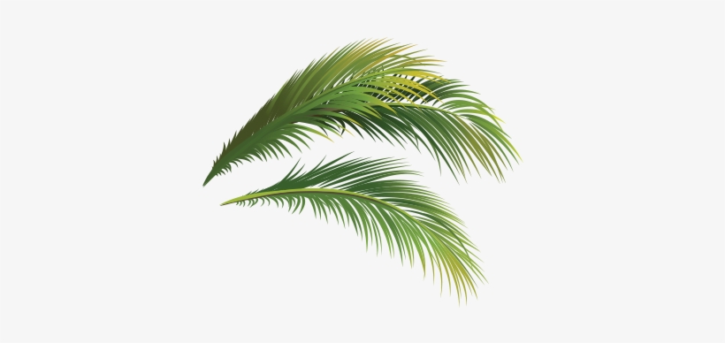 Local News Headlines - Attalea Speciosa, transparent png #5827723