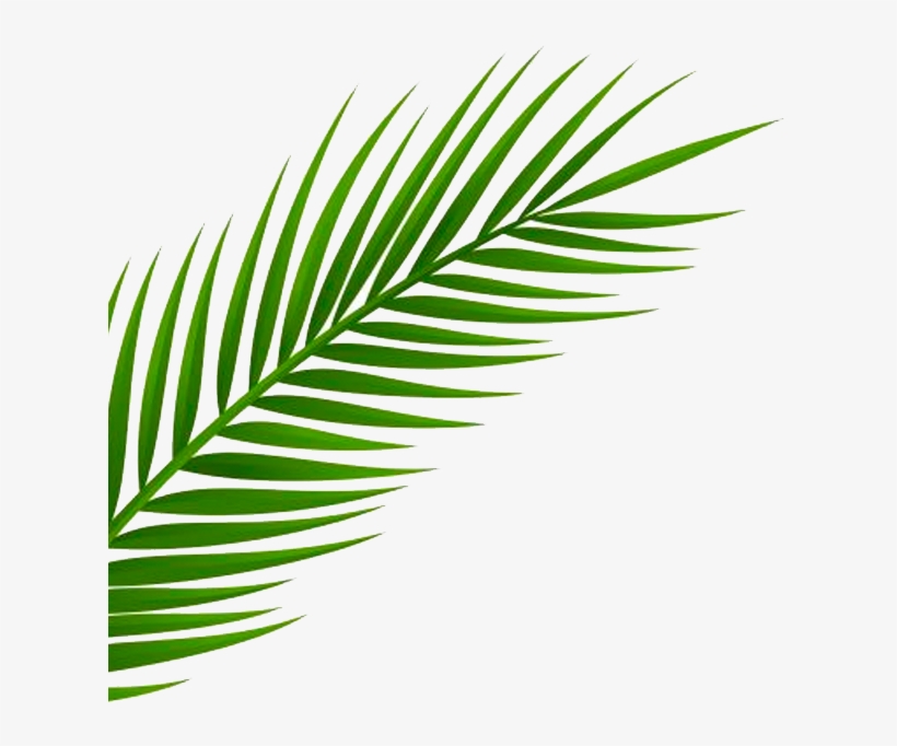 Inspired By A Recent Trip To Miami By Our Creative - Palm Leaf Png Free, transparent png #5827832