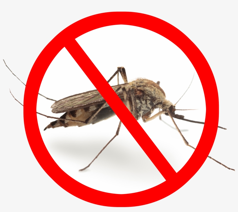 Any Way You Look At It, Mosquitoes Cause Problems But - California Mosquitoes Size, transparent png #5829536