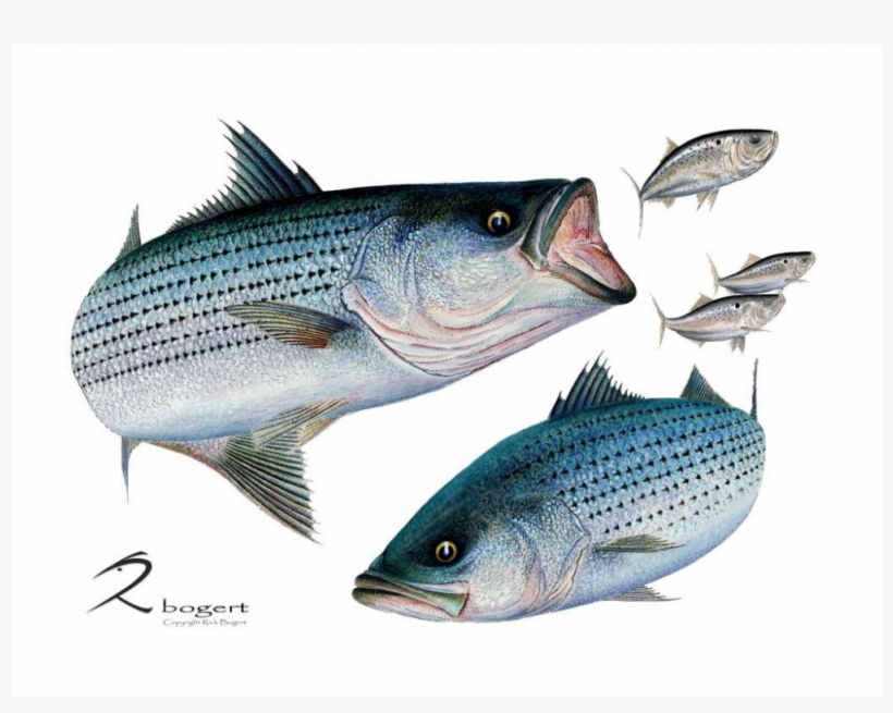 Striped Bass, transparent png #5832122