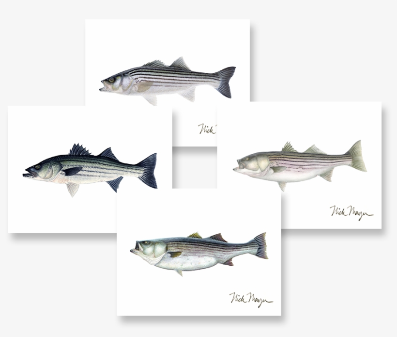Striped Bass Boxed Assortment - Cafepress Striper New Sig Tile Coaster, transparent png #5832167
