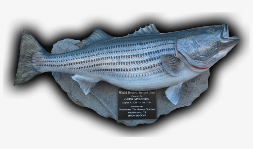World Record Striped Bass Fish Mount Replica 81 Lbs,, transparent png #5832170