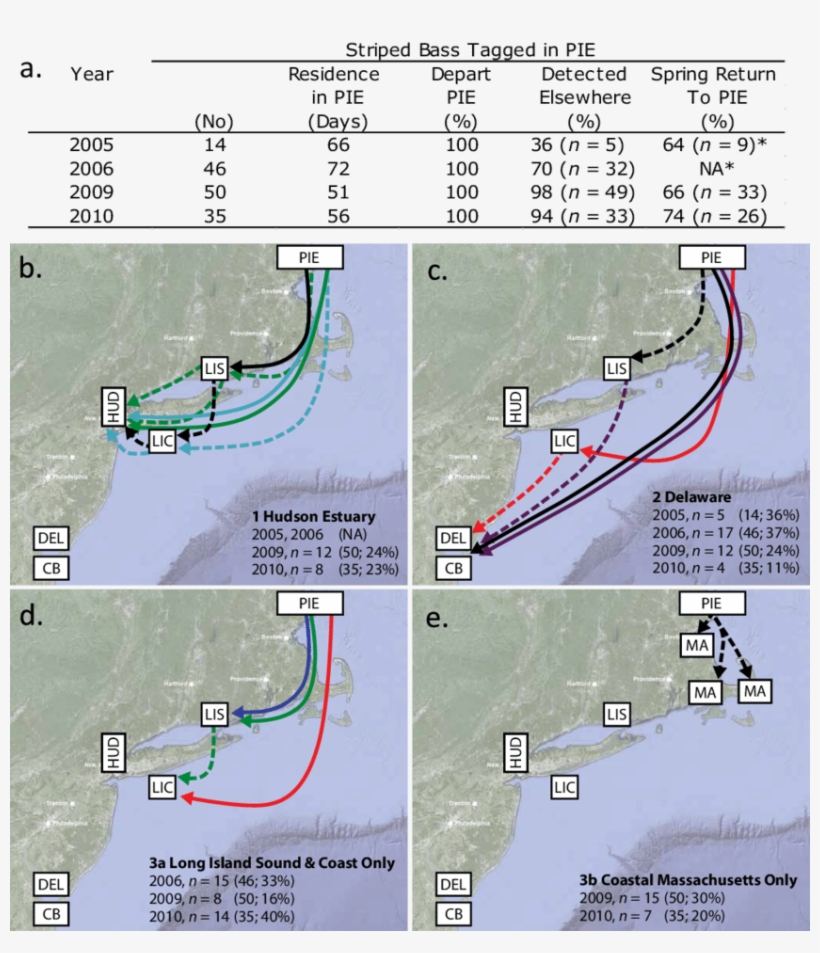Connectivity, Specificity, And Fidelity In Striped, transparent png #5832326