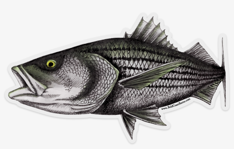 Striped Bass Facts Striperspacecom, transparent png #5832881