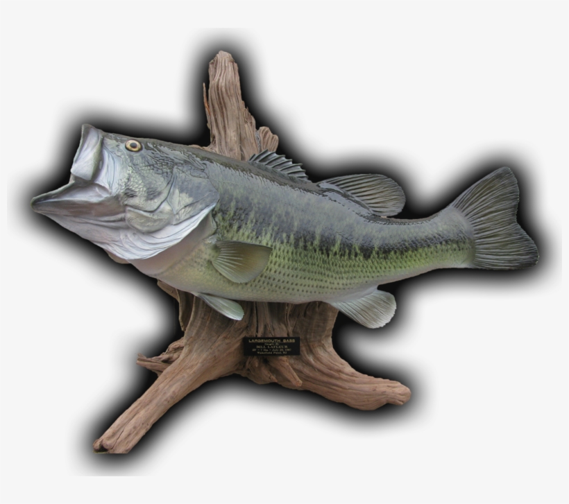 23" Largemouth Bass Fish Mount Replica - Bass, transparent png #5832952