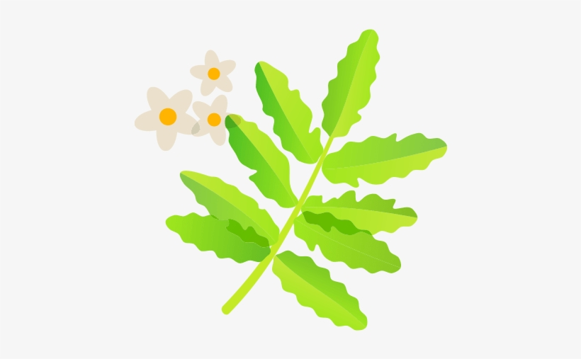 Frankincense - Liść Klonu, transparent png #5833378