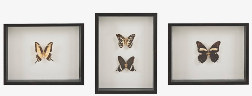 Beyond The Fairy Tale / Gold - Papilio Machaon, transparent png #5833472