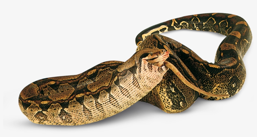 Types Of Reptiles Facts Dk Find Out - Reptiles En Png, transparent png #5835167