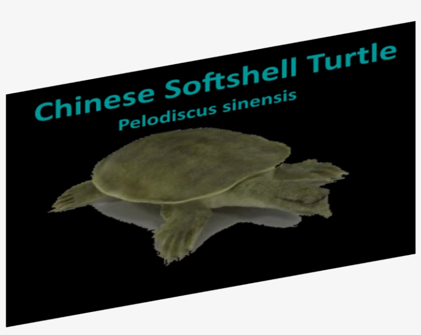 Reptile Signs 08 - Sea Turtle, transparent png #5835619