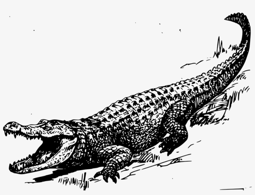 Banner Royalty Free Stock Crocodile Clipart Reptile - Crocodile Black And White, transparent png #5835757