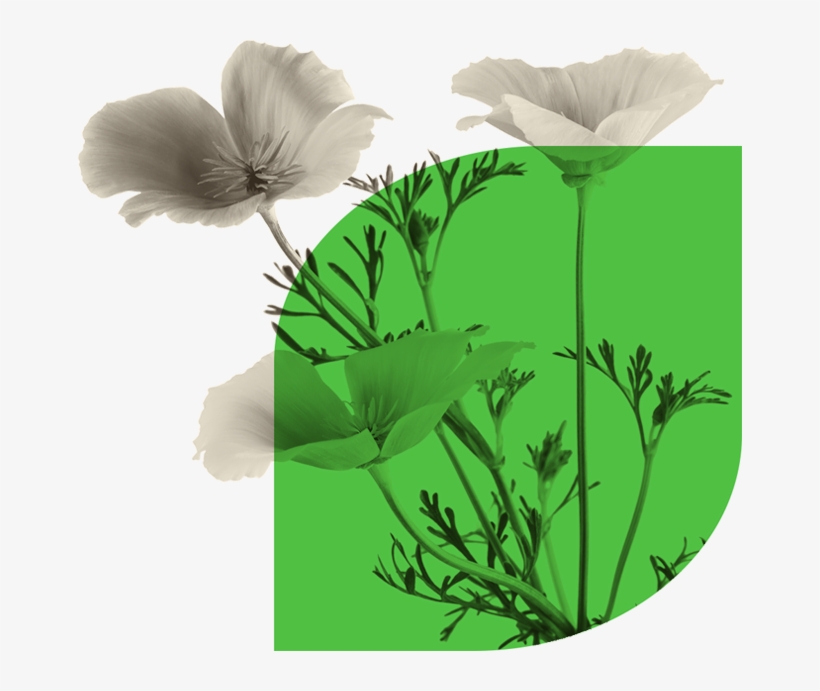 California Poppy Works Especially Well For Sleeplessness - California Poppy, transparent png #5840421
