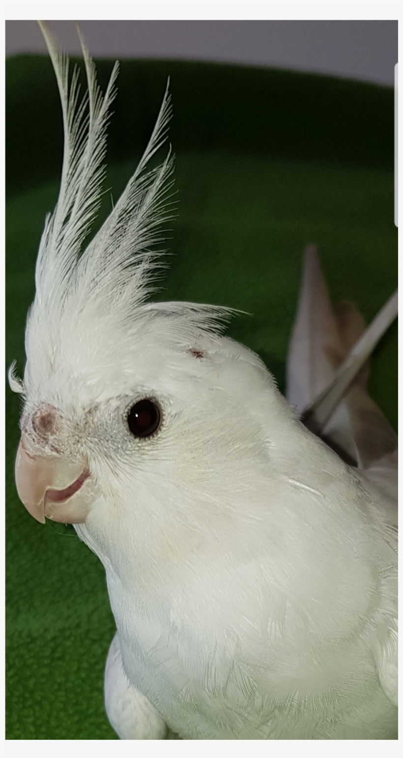 Sightings - Cockatiel, transparent png #5841349