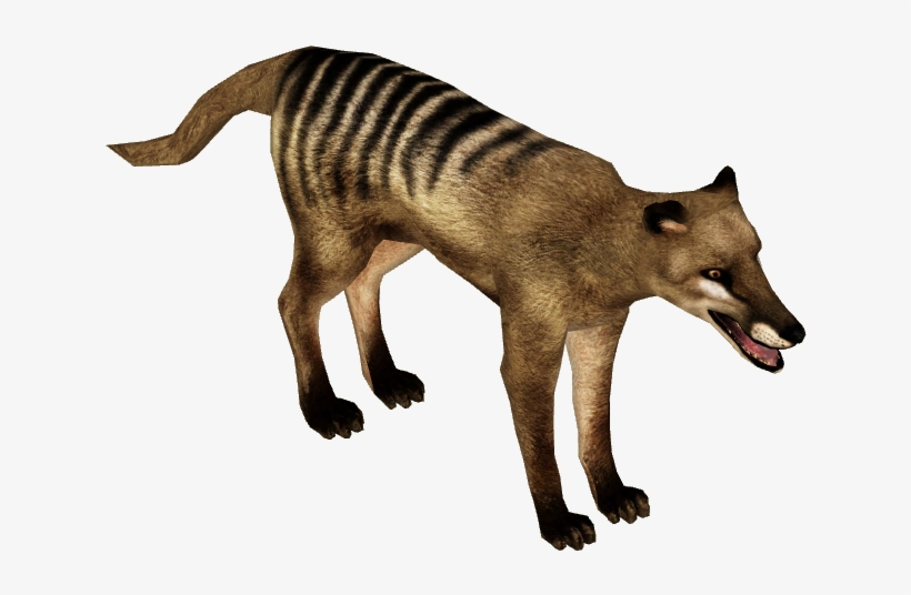 Thylacine, transparent png #5843084