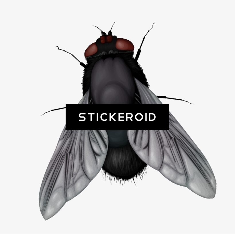Fly Insects - House Fly, transparent png #5843830